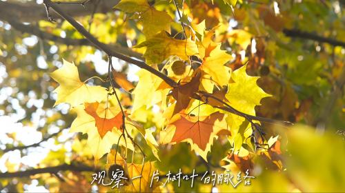 如果给你30秒，你会在恒星做什么？